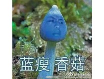 藍瘦香菇什么梗 柯尼卡美能達復印機新代碼？